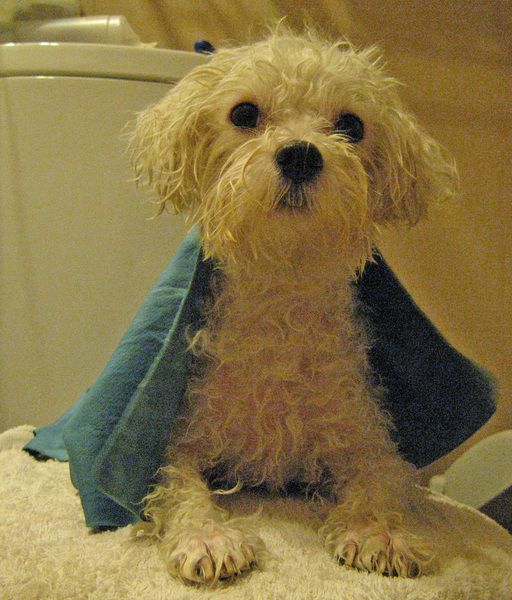 苦力怕娘喜欢史蒂夫,快手芊芊本人照片,红颜天