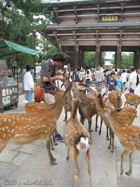 奈良鹿爭食.jpg 奈良鹿爭食.jpg