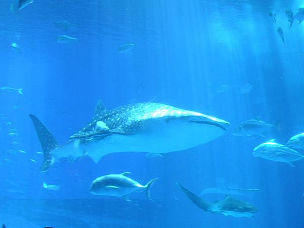 DSCF3891.JPG DSCF3891.JPG