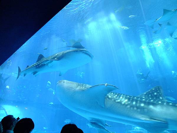 DSCF3902.JPG DSCF3902.JPG