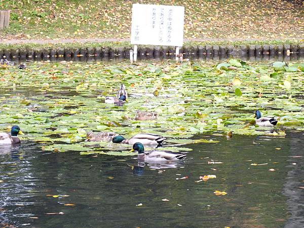 DSCF5331.JPG DSCF5331.JPG