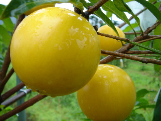 Pouteria Caimito, abiu, or 黄晶果