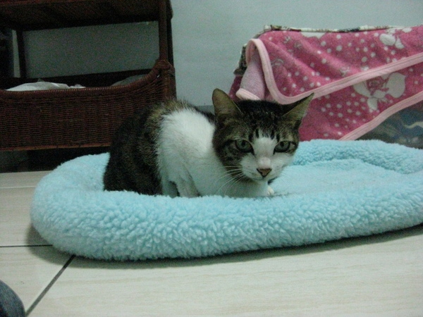 斑鳩的窩 小黑貓 054.jpg