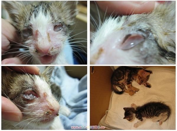 小隻的四張.jpg 小隻的四張.jpg