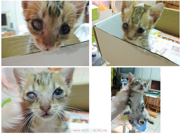 大隻的四張.jpg 大隻的四張.jpg