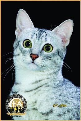 2012-gc-EmaugeDanceTheSuperNova 2012-gc-EmaugeDanceTheSuperNova