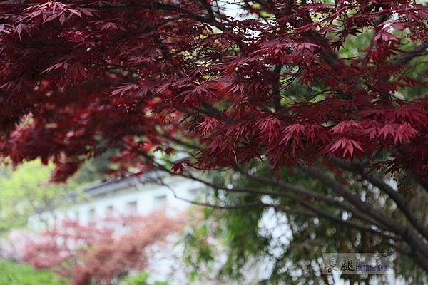 IMG_6311 IMG_6311
