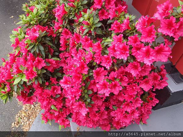 杜鵑花 杜鵑花