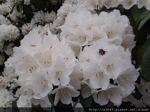 花 花