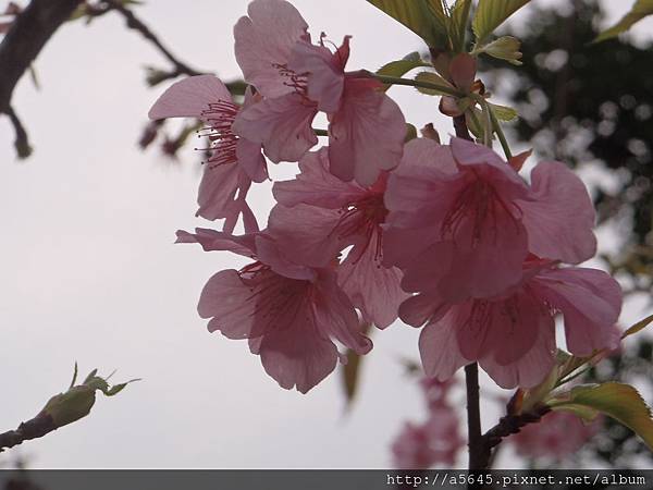 櫻花 櫻花