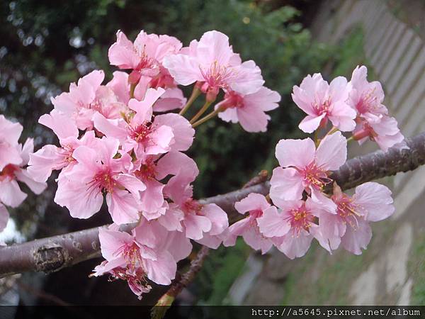 櫻花 櫻花