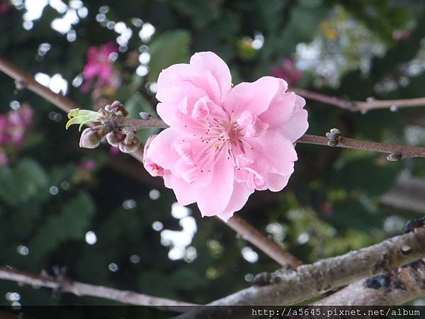 櫻花 櫻花