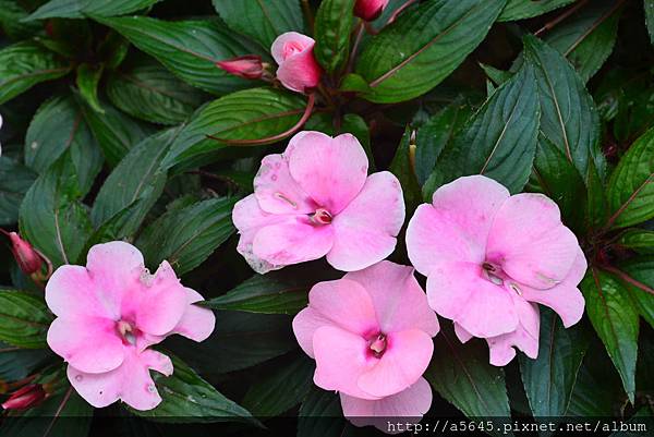 花 花