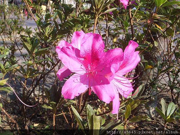 杜鵑花 杜鵑花
