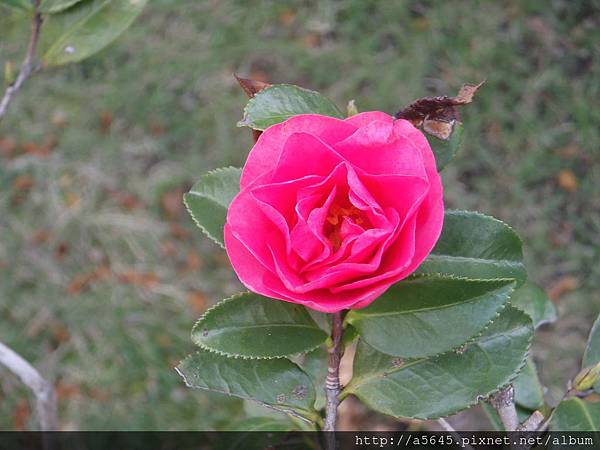 茶花 茶花