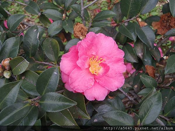 茶花 茶花