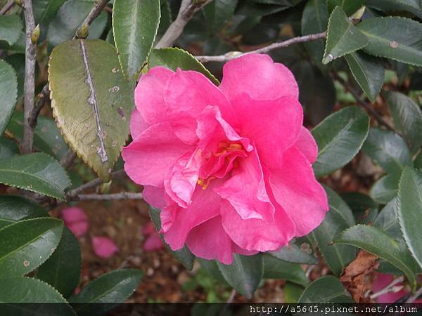 茶花 茶花