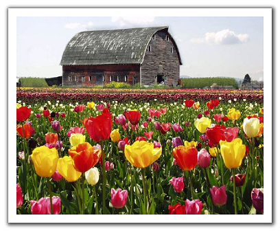 幸福湯圓.jpg 幸福湯圓.jpg