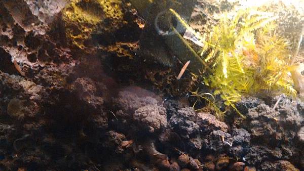 P_20150318_205413 我的渦蟲抗戰日記:使用Mebendazole(美邊達銼)除渦蟲~