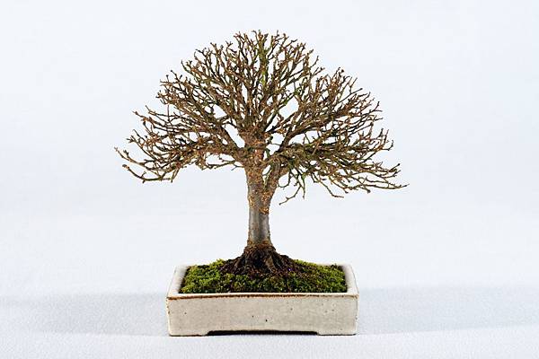櫸樹 剪定後 背面 櫸樹 剪定後 背面