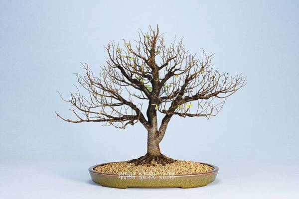 櫸樹 高度33cm. 寬35cm 櫸樹 高度33cm. 寬35cm