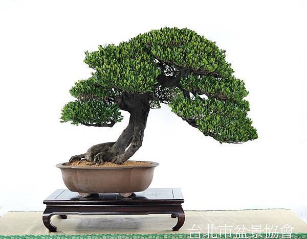 3A07-4702-參展-象牙樹-顧問.謝文福.jpg 3A07-4702-參展-象牙樹-顧問.謝文福.jpg