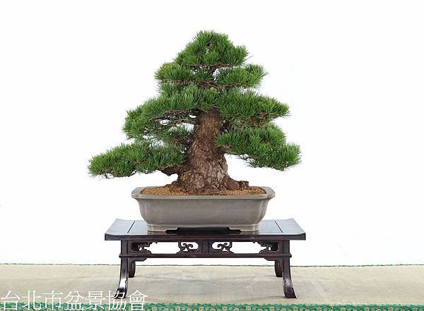 3A08-4704-參展-黑松-顧問.謝文福.jpg 3A08-4704-參展-黑松-顧問.謝文福.jpg
