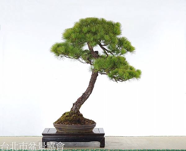 3D01-4682-五葉松-林富商.jpg 3D01-4682-五葉松-林富商.jpg