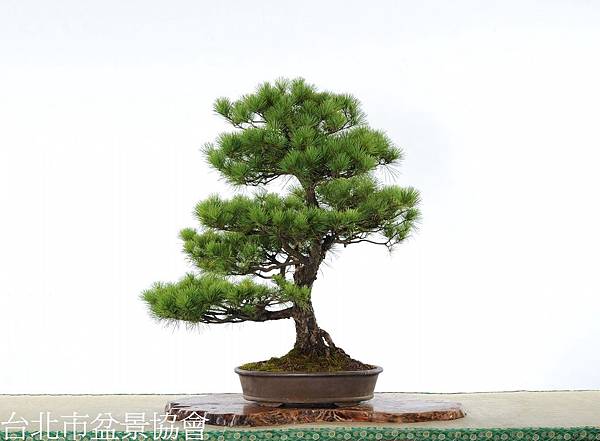 3D07-4685-五葉松-林富商.jpg 3D07-4685-五葉松-林富商.jpg