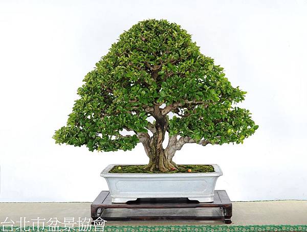 3B03-4746-金樹獎-西印度櫻桃-梁悅美.jpg 3B03-4746-金樹獎-西印度櫻桃-梁悅美.jpg