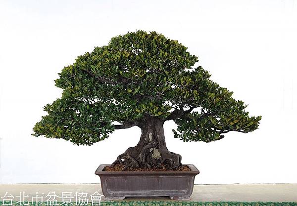 3B04-4681-金樹獎-象牙樹-許錦全.jpg 3B04-4681-金樹獎-象牙樹-許錦全.jpg