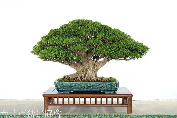 3B06-4666-金樹獎-榕樹-劉京晏.jpg 3B06-4666-金樹獎-榕樹-劉京晏.jpg