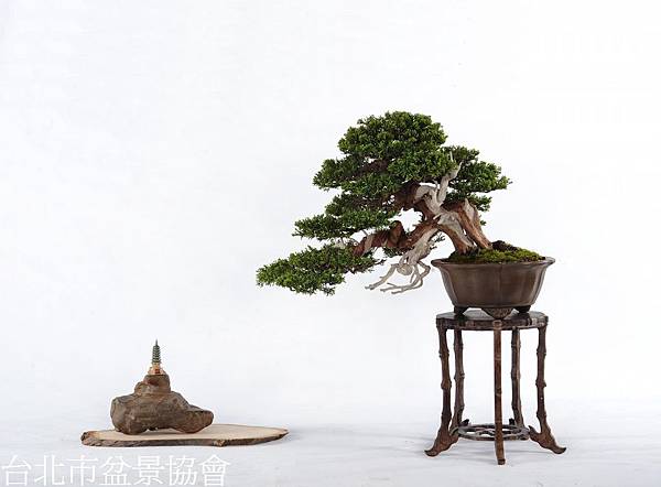 3B07-4619金樹獎-真柏-龔明祥.jpg 3B07-4619金樹獎-真柏-龔明祥.jpg