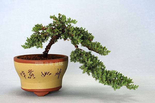  珍珠柏 懸崖樹型 小品盆栽 學員作品示範