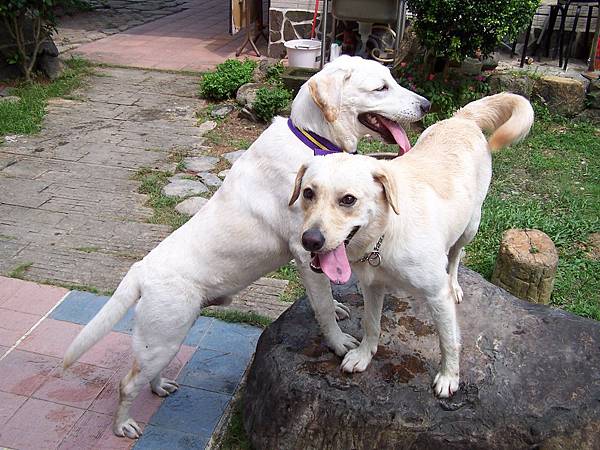 牡丹婚禮4 牡丹婚禮4