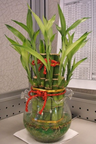 27737770:盆栽長大了^^