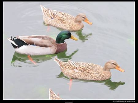 IMG_3652.JPG IMG_3652.JPG