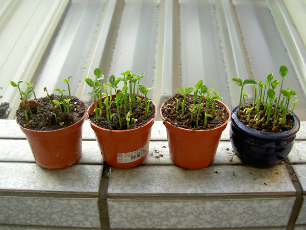 PICT0553.JPG PICT0553.JPG