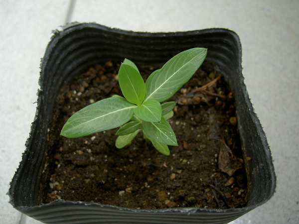 白心粉紅1.JPG 白心粉紅1.JPG