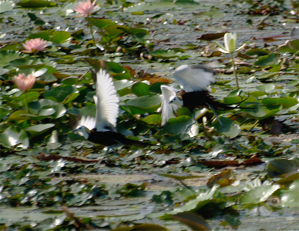 2011070201.jpg