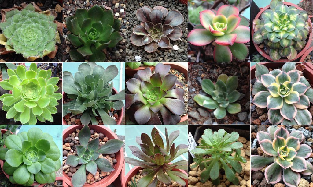 Aeonium Aeonium