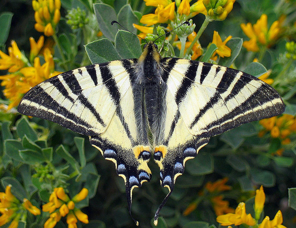 phiclides_podalirius.jpg