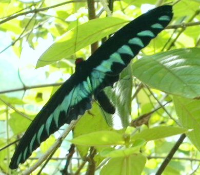 Black_and_blue_butterfly_KL.jpg