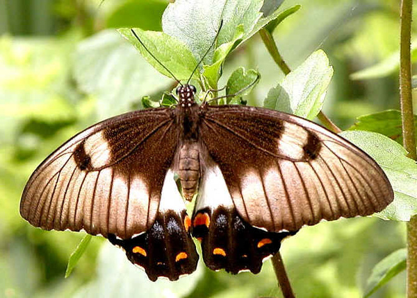 Orchad swallowtail.jpg