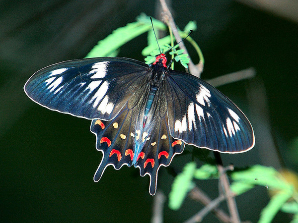 800px-TS002_Pachliopta_hector.jpg