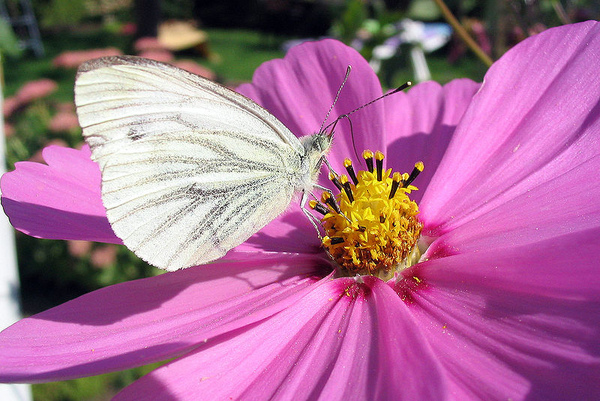 800px-Rapsweissling_Pieris_napi_.jpg