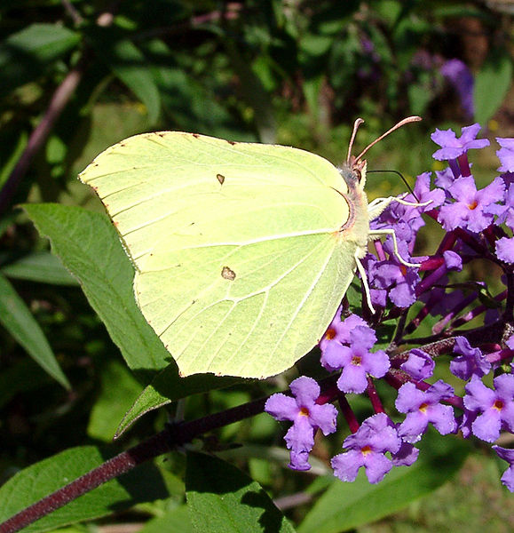 579px-Gonepteryx_rhamni1.jpg