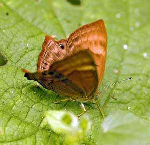 Abisara_echerius1.jpg