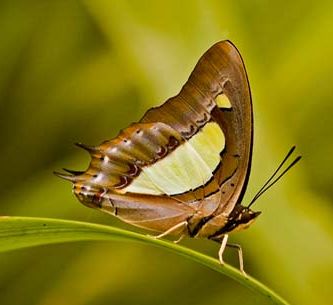 Polyura_athamas.jpg