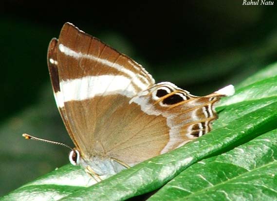 120px-RN008_Abisara_neophron.jpg